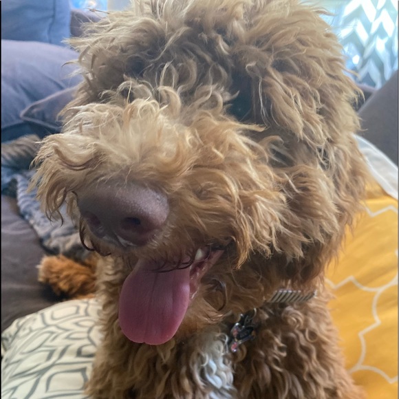 Meet your Posher, Molly - Picture 1 of 1